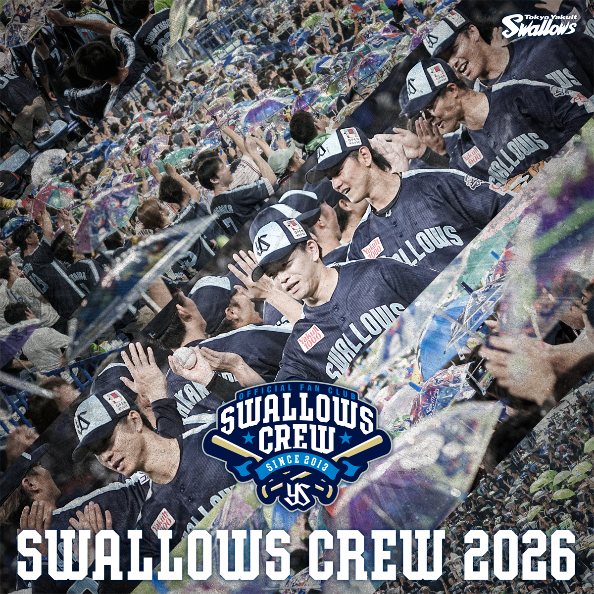 Swallows Fan Club Image
